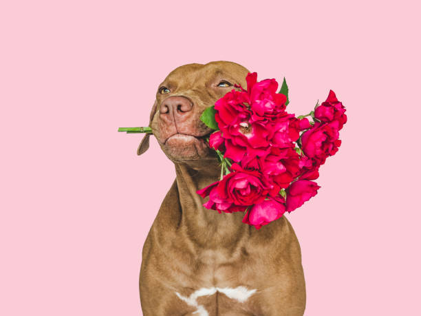 istock Lovable, pretty brown puppy and bright flowers 1413865161