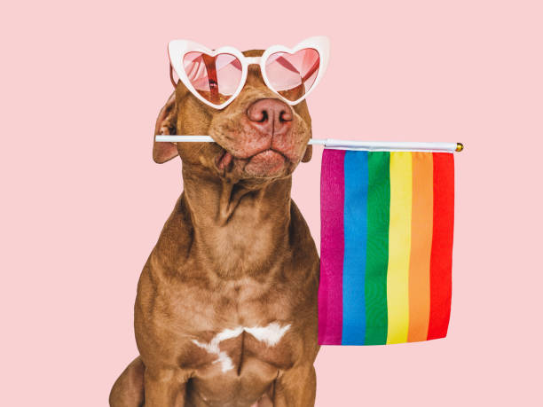 istock Lovable, pretty dog and Rainbow Flag. Closeup 1413865189