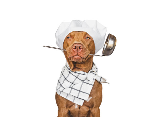 istock Pretty, lovable brown puppy and white chef's hat 1413865269