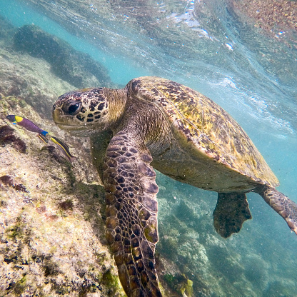 A sea turtle swims in the clear waters of the Galapagos Islands
