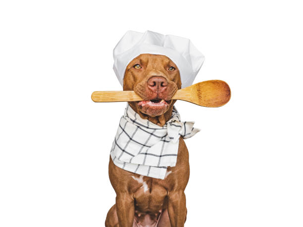 istock Pretty, lovable brown puppy and white chef's hat 1413865546