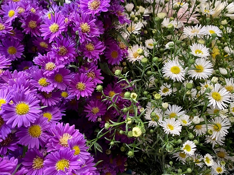 Flores de colores en un puesto de mercado photo