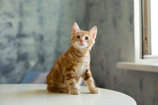 ginger kitten, cute domestic pet, interior.