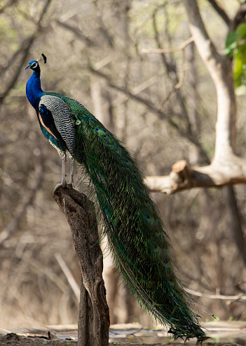 This is the photo of Indian Peafowl