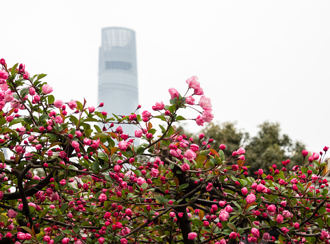 Cherry blossoms and skyscraper in Shanghai