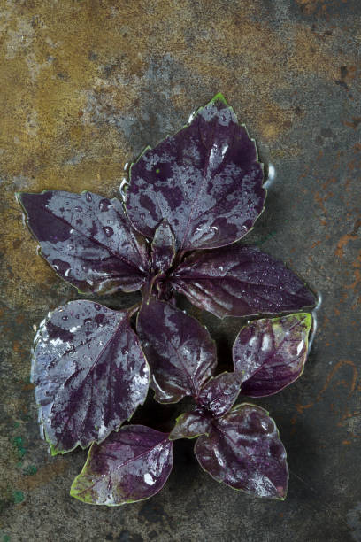 istock Fresh purple basil isolated on vintage textured background 1413867428