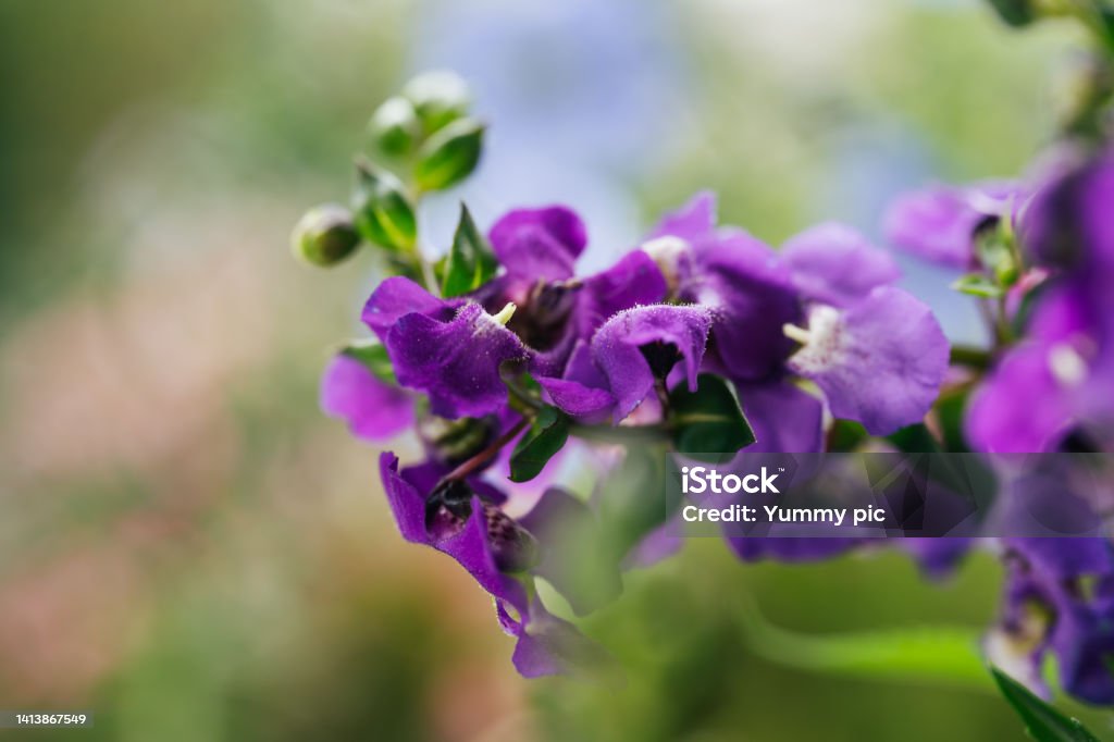 Summer snapdragon Serena Blue flowers - Latin name - Angelonia angustifolia Serena Blue Agricultural Field Stock Photo