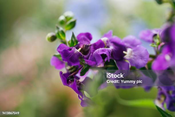 Summer Snapdragon Serena Blue Flowers Latin Name Angelonia Angustifolia Serena Blue Stock Photo - Download Image Now