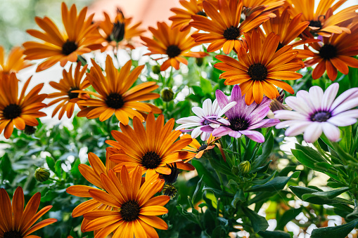 Orange and violet Cape marguerite, Cape daisy, Sundays river daisy or Osteospermum ecklonis. Summer floral background