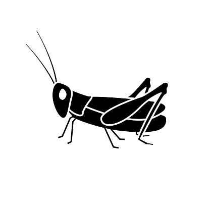 Black silhouette of locust. Huge grasshopper pest with large antennae and powerful paws. Fried snack with high content of natural vector protein