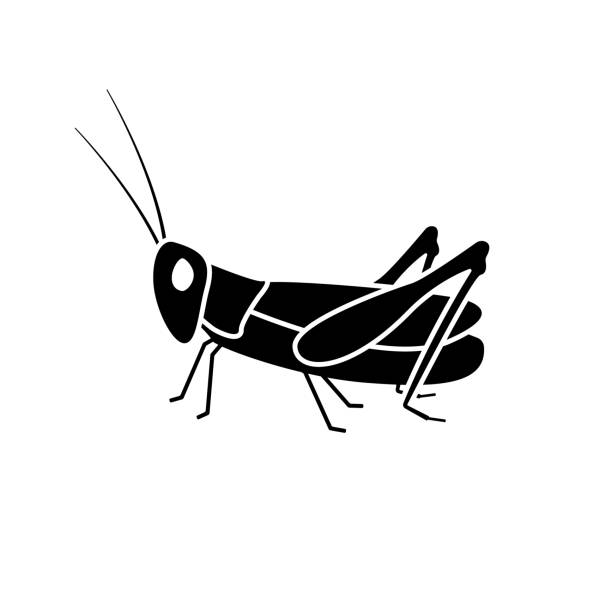 Black silhouette of locust. Huge grasshopper pest with large antennae and powerful paws Black silhouette of locust. Huge grasshopper pest with large antennae and powerful paws. Fried snack with high content of natural vector protein orthoptera stock illustrations