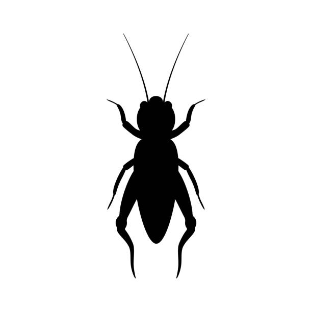 ilustraciones, imágenes clip art, dibujos animados e iconos de stock de silueta negra de grillo. insecto ortóptero realista con antenas largas - grillo