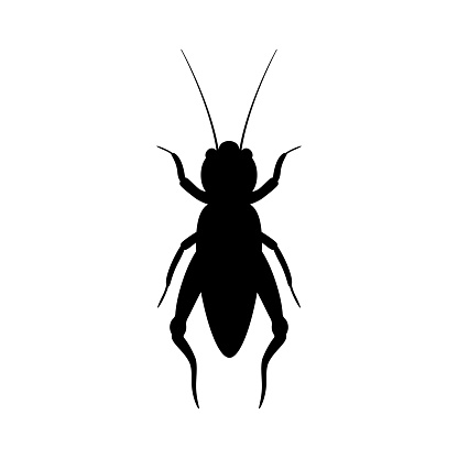 Black silhouette of cricket. Realistic orthopteran insect with long antennae. Monochrome beetle emitting loud vector chirp