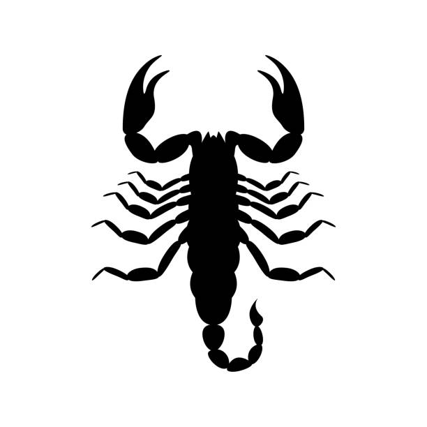 Poisonous black scorpion silhouette. Dangerous venomous arachnid with large claws Poisonous black scorpion silhouette. Dangerous venomous arachnid with large claws and aggression vector tail spike scorpions drawings stock illustrations