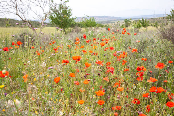 istock Blooming poppies valley at Bardenas reserve Navarre Spaina 1413868283