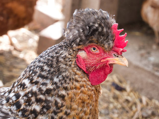 istock Chicken hen glancing sideways at camera lens 1413868472