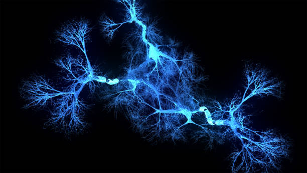 Neuron system hologram Neuron system hologram - 3d rendered image of Neuron cell network on black background. Hologram view  interconnected neurons cells with electrical pulses. Conceptual medical image.  Glowing synapse.  Healthcare concept. scientific micrograph photos stock pictures, royalty-free photos & images