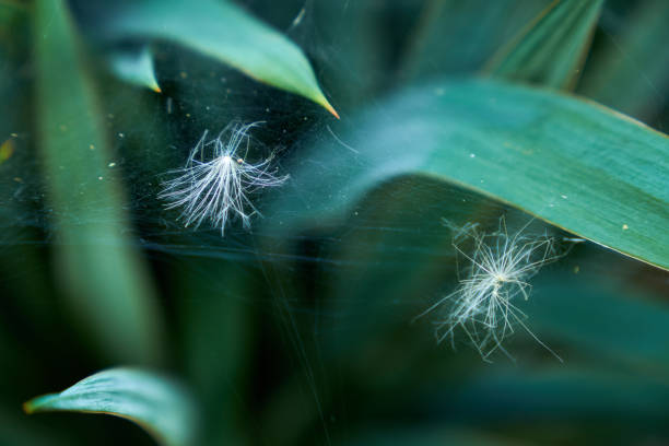 Spiders are unsung heroes of sustainability, playing a vital role in maintaining ecological balance. By naturally controlling insect populations, they reduce the need for chemical pesticides, supporting healthier ecosystems and agriculture. Their silk and hunting strategies also inspire innovations in sustainable technologies. Protecting spider habitats ensures a balanced and thriving environment for all.Location: Greater Noida, Uttar Pradesh (India)