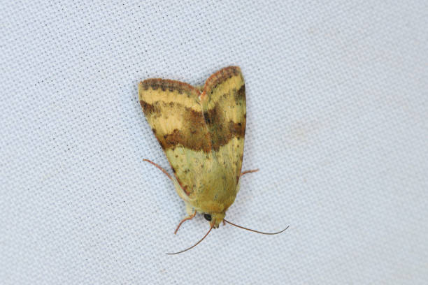 istock Shoulder-striped Clover - Heliothis maritima 1413869530