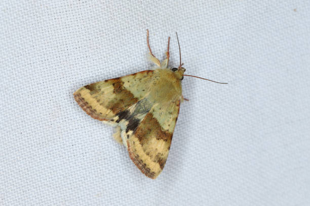 istock Shoulder-striped Clover - Heliothis maritima 1413869613