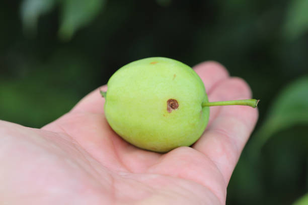 istock Wormy apple by larva of codling moth Cydia pomonella. 1413869675