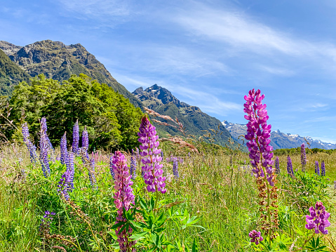 Fiordland National Park, New Zealand.