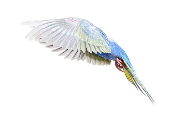 istock Side view of a Blue rainbow Budgerigar bird flying wings spread, isolated on white 1413872336