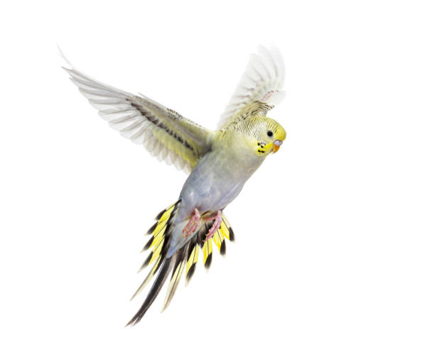 istock grey rainbow Budgerigar bird flying wings spread, isolated on white 1413872349