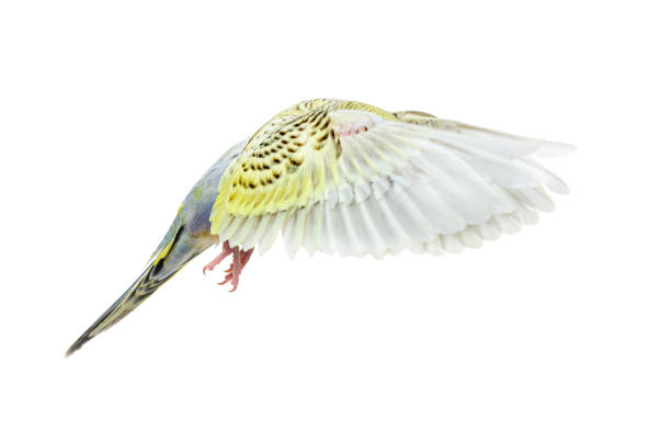 istock grey rainbow Budgerigar bird flying wings spread, isolated on white 1413872350