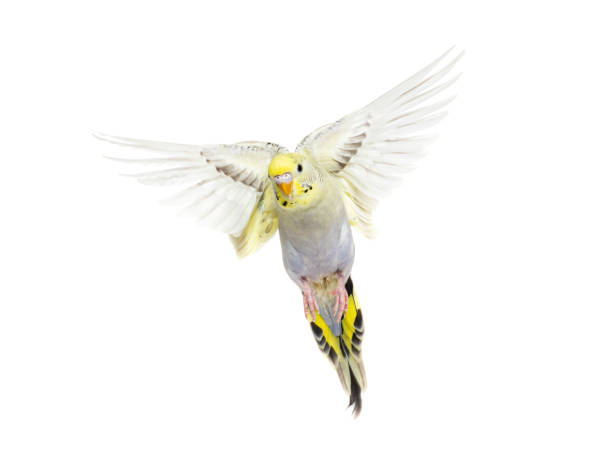 istock grey rainbow Budgerigar bird flying wings spread, isolated on white 1413872355