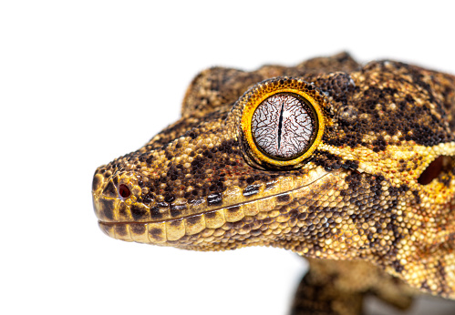 Close-up on a New Caledonia bumpy gecko head, Rhacodactylus auriculatus