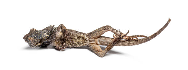Close up of a lizard held by his owner