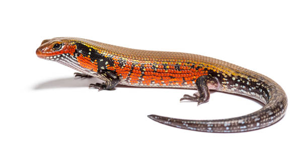 istock fire skink, Mochlus fernandi, isolated on white 1413872498