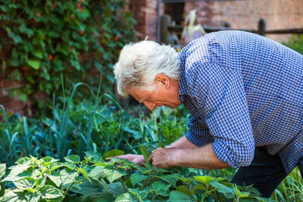 istock Farmers working on the land and checking crops 1413872501