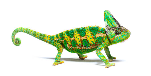 istock side view of a veiled chameleon, Chamaeleo calyptratus, isolated on white 1413872536