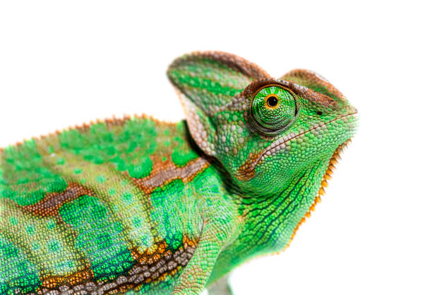 photo de tête d’une tête de caméléon voilée de profil, chamaeleo calyptratus, isolée sur blanc - yemen chameleon photos et images de collection