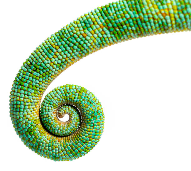 istock Tail of an veiled chameleon rolled up on itself, Chamaeleo calyptratus, isolated on white 1413872548