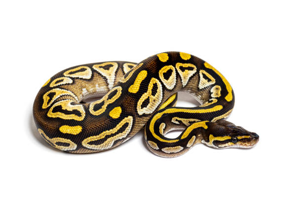 400+ Yellow Ball Python Stock Photos, Pictures & Royalty-Free Images ...