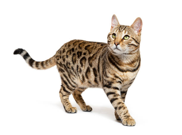 istock Bengal cat looking up, isolated on white 1413872584