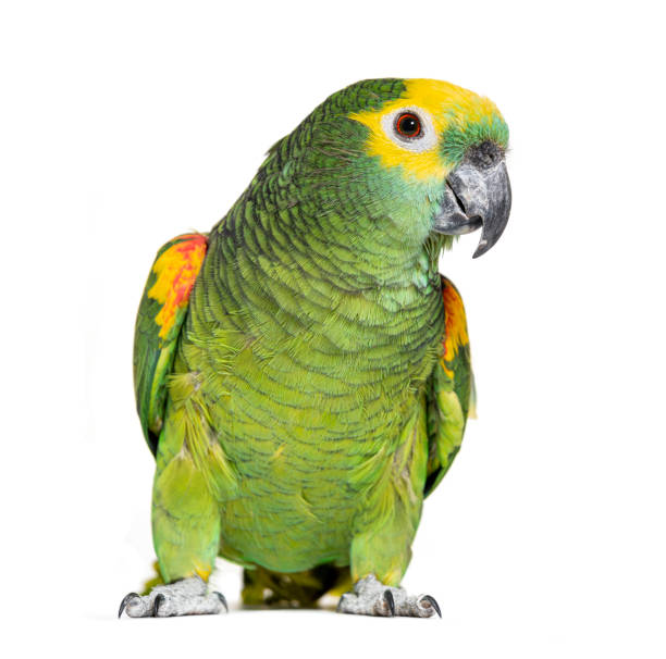 istock Blue-fronted parrot, Amazona aestiva, Isolated on white 1413872653