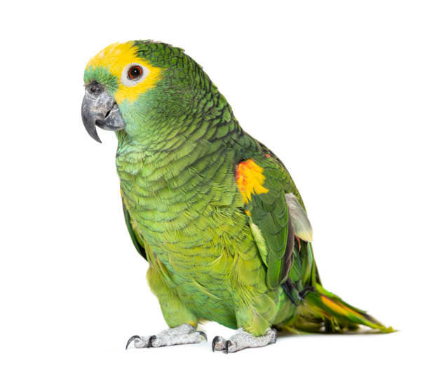 istock Blue-fronted parrot, Amazona aestiva, Isolated on white 1413872662