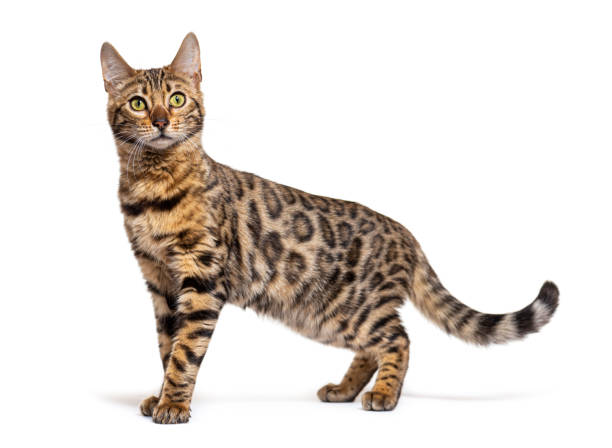 istock Side view of a Bengal cat looking at the camera, isolated on white 1413872695