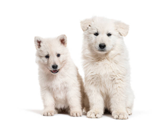 istock Two puppies Berger Blanc Suisse, isolated on white 1413872740