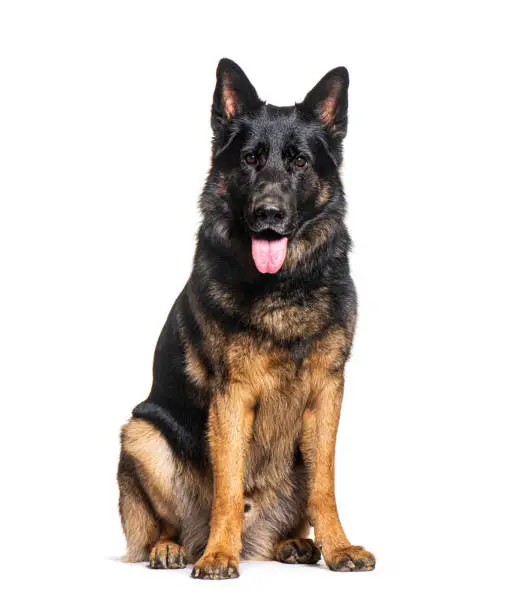 Panting German shepherd looking at the camera, isolated on white