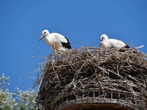 istock Storks look out of the nest 1413872805