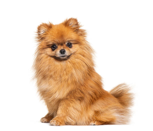 istock Sitting Spitz, side view and looking at the camera, isolated on white 1413872838