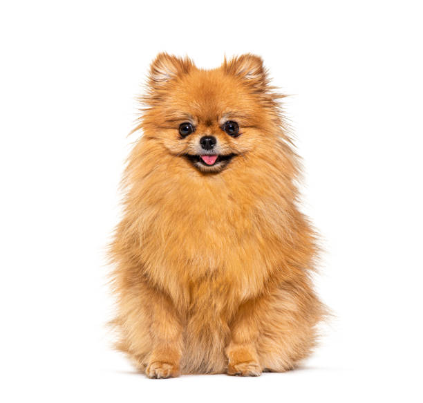istock Red Pomeranian dog panting and sitting in front, isolated on white 1413872850