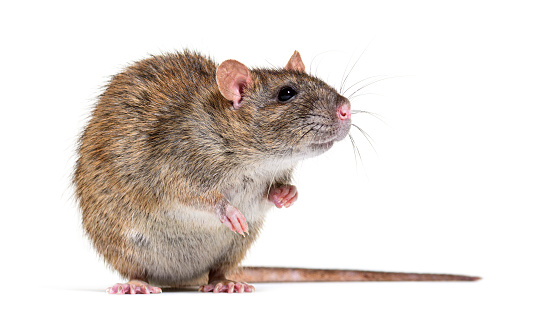 Vista lateral de una rata marrón mirando a la cámara En sus patas traseras, Rattus norvegicus, aislada photo