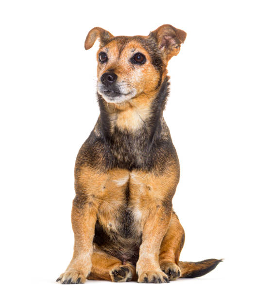 istock old Mixedbreed dog sitting and looking away, isolated on white 1413873498