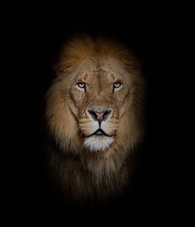 Large and majestic male lion (panthera leo) resting on a large rock. Shot in wildlife, Kidepo National Park, directly at the border between Uganda and South Sudan.